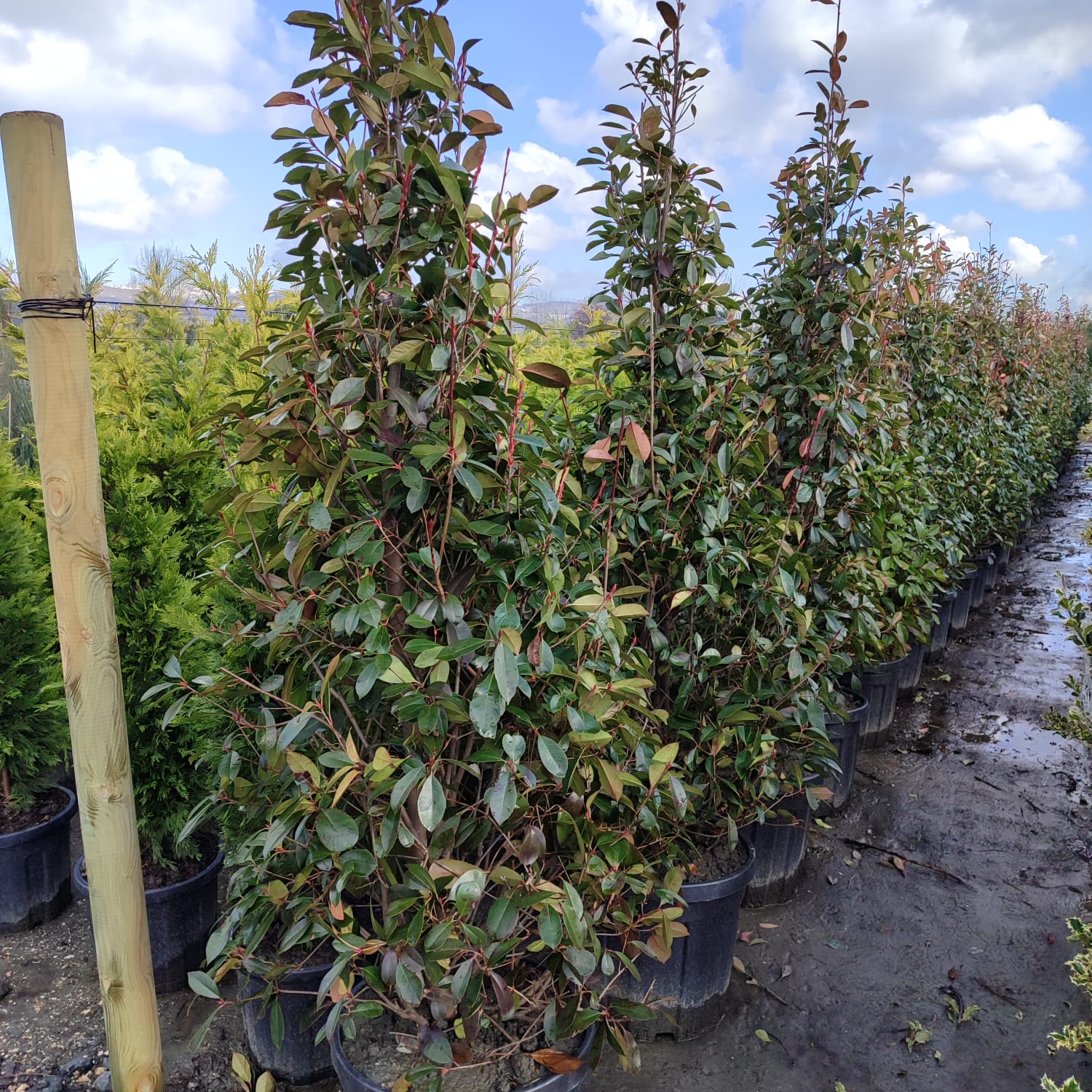 Piramit Alev 250-300cm