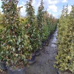 Piramit Alev 150-200cm