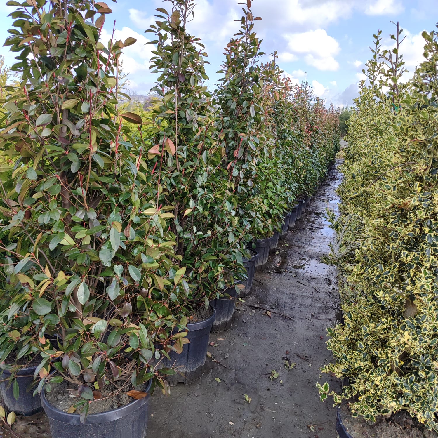 Piramit Alev 150-200cm