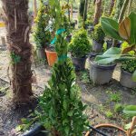 Piramit Defne 1 Metre (Laurus Nobilis Pyramidalis)