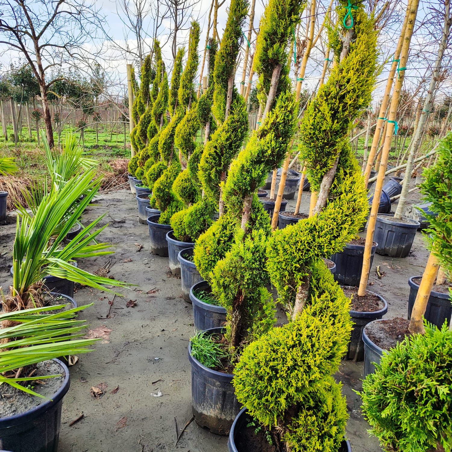 Spiral Limon Servi 150-200cm