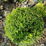 Top Şimşir 80-100cm