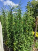 Leylandi 35 Litre 250-300cm - Görsel 5