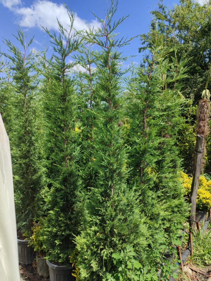 Leylandi 35 Litre 250-300cm - Görsel 5