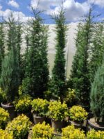 Leylandi 35 Litre 250-300cm - Görsel 3