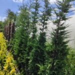 Leylandi 35 Litre 250-300cm