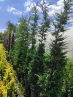 Leylandi 35 Litre 250-300cm