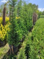 Leylandi 35 Litre 250-300cm - Görsel 2