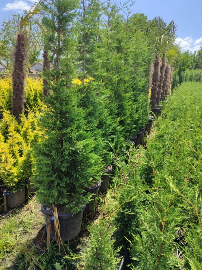 Leylandi 35 Litre 250-300cm - Görsel 2