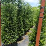 Leylandi 3 metre üzeri 45 litre Saksı