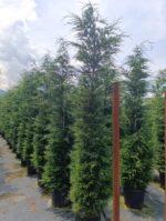 Leylandi 3 metre üzeri 45 litre Saksı - Görsel 2