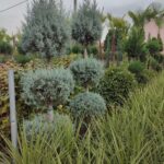 3 Top Arizona 200-250cm