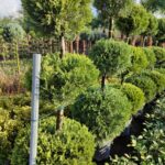 3 Top Leylandi 200-250cm