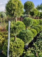 3 Top Leylandi 200-250cm