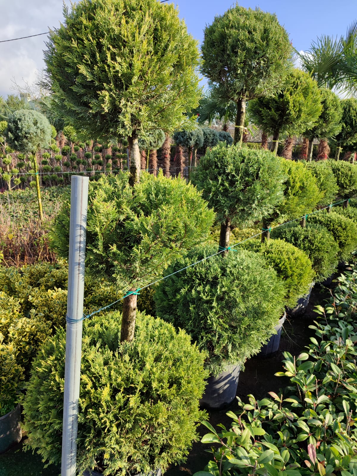 3-top-leylandi-1 3 Top Leylandi 200-250cm - Görsel 1