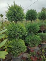 3 Top Leylandi 200-250cm - Görsel 4