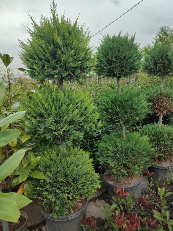 3 Top Leylandi 200-250cm - Görsel 4