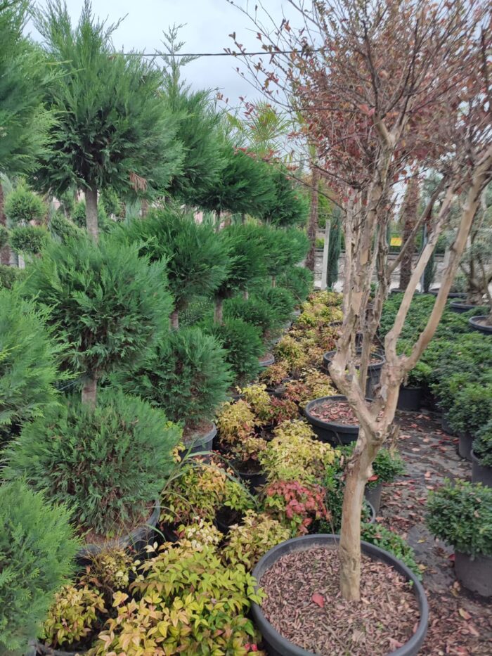 3 Top Leylandi 200-250cm - Görsel 3