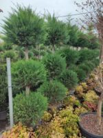 3 Top Leylandi 200-250cm - Görsel 2