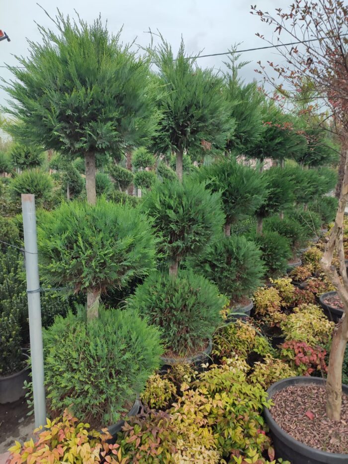 3 Top Leylandi 200-250cm - Görsel 2