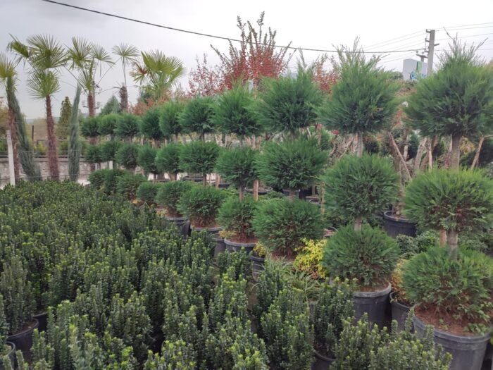 3 Top Leylandi 200-250cm - Görsel 5