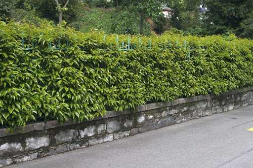 Defne Çitleri Türleri