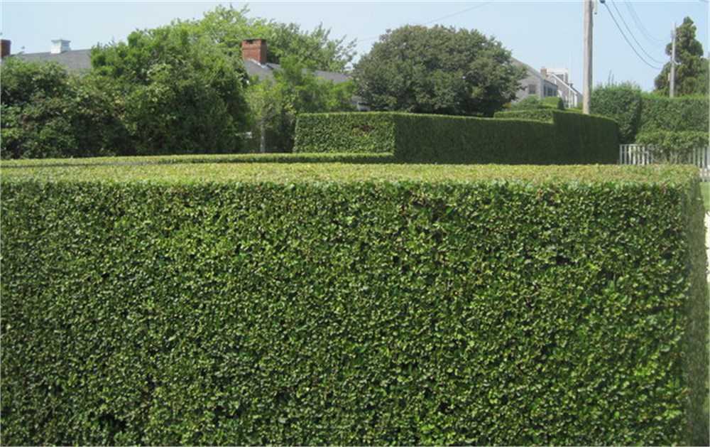 Japon kurtbağrı fiyat