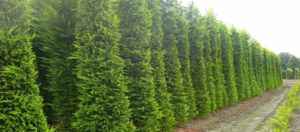 Leylandi Budaması Hakkında Merak Edilenler