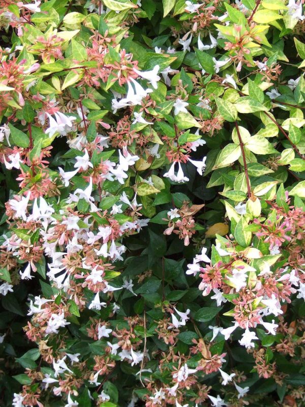Abelya (Abelia) Bitkisi Çeşitleri