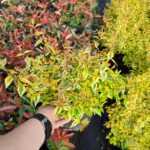 Abelia Grandiflora Confetti - Güzellik Çalısı 30-40 cm 3 litre