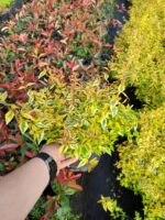 Abelia Grandiflora Confetti - Güzellik Çalısı 30-40 cm 3 litre