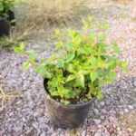 Abelia 1.5Litrelik saksıda 20-30 çap