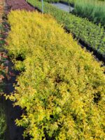 Abelia Grandiflora Confetti - Güzellik Çalısı 30-40 cm 3 litre - Görsel 2