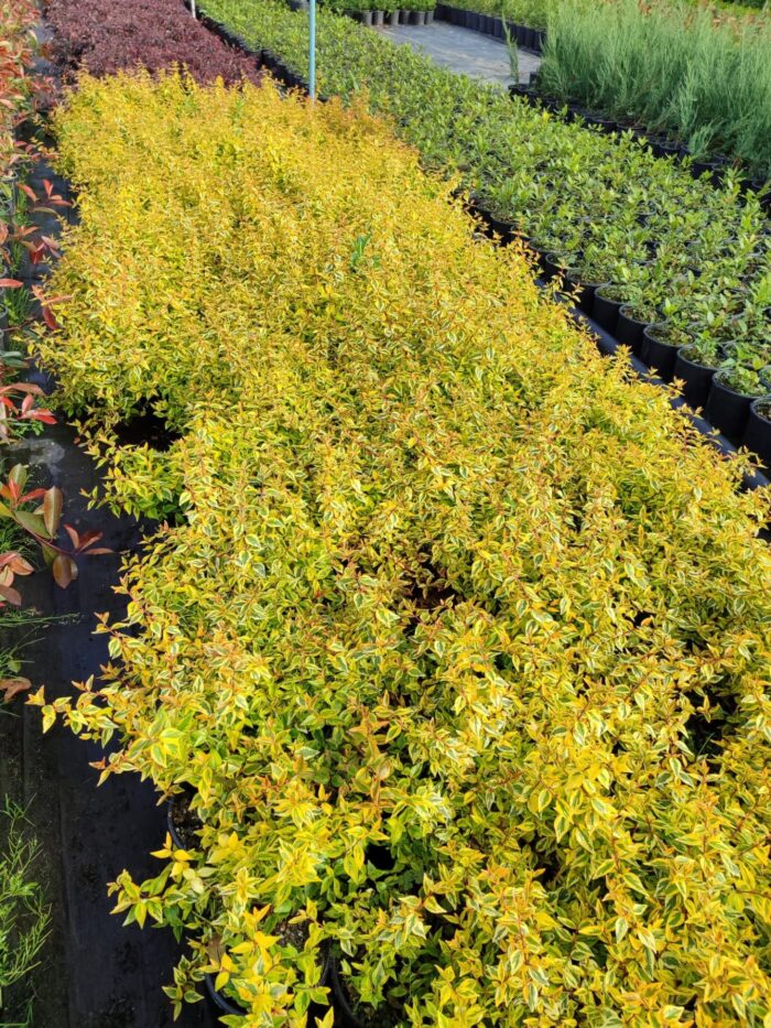 Abelia Grandiflora Confetti - Güzellik Çalısı 30-40 cm 3 litre - Görsel 2