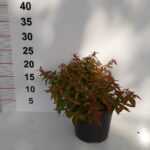 Abelia Grandiflora Kaleideskop – Sarı Alacalı Güzellik Çalısı 15-20 cm 1,5 litre saksı