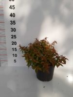 Abelia Grandiflora Kaleideskop – Sarı Alacalı Güzellik Çalısı 15-20 cm 1,5 litre saksı