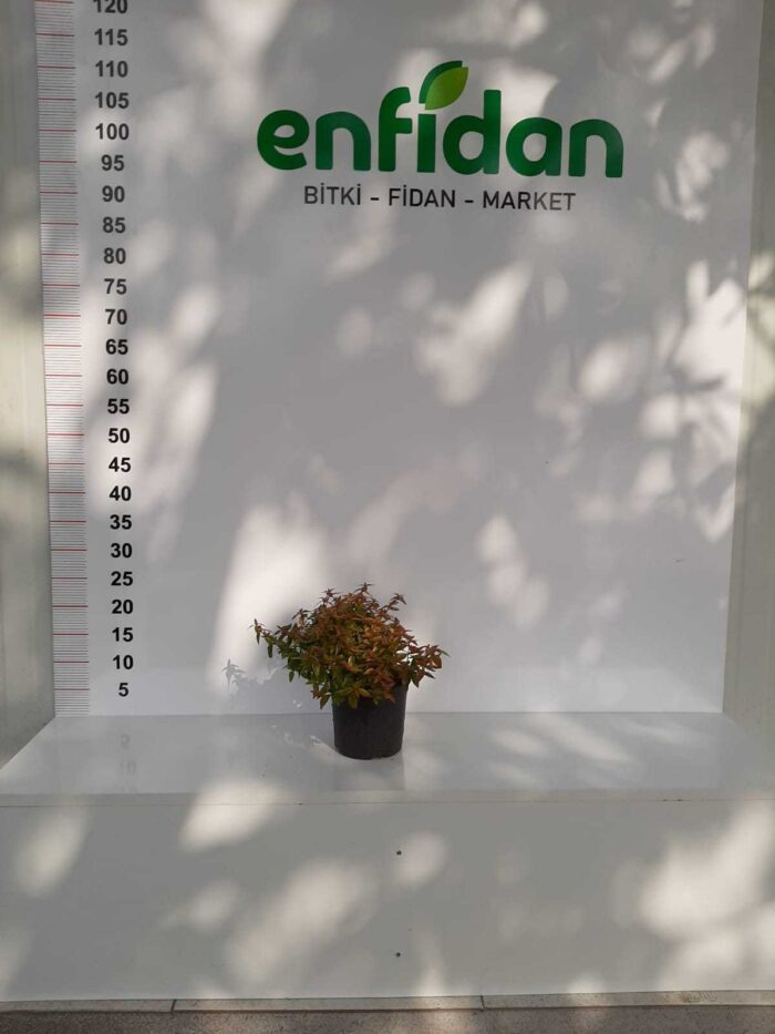Abelia Grandiflora Kaleideskop – Sarı Alacalı Güzellik Çalısı 15-20 cm 1,5 litre saksı - Görsel 2