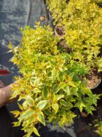 Abelya 20-30cm çap 3 litre - Görsel 2