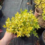 Abelya 20-30cm çap 3 litre