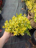 Abelya 20-30cm çap 3 litre