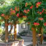 Acem Borusu ( Campsis radicans ) Sarmaşık Fidanı 125-150 cm