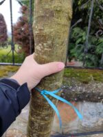 Acer Negundo Flamingo 20-25Q Saksılı - Görsel 3