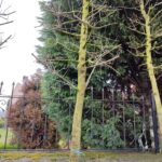 Acer Negundo Flamingo 25-30Q Saksılı