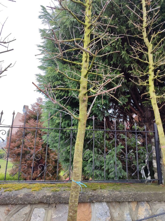 Acer Negundo Flamingo 20-25Q Saksılı - Görsel 2