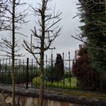 Acer Negundo Flamingo 20-25Q Saksılı