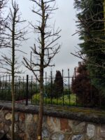 Acer Negundo Flamingo 20-25Q Saksılı