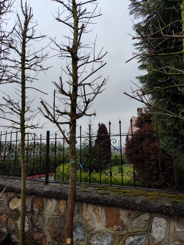 Acer Negundo Flamingo 25-30Q Saksılı - Görsel 2