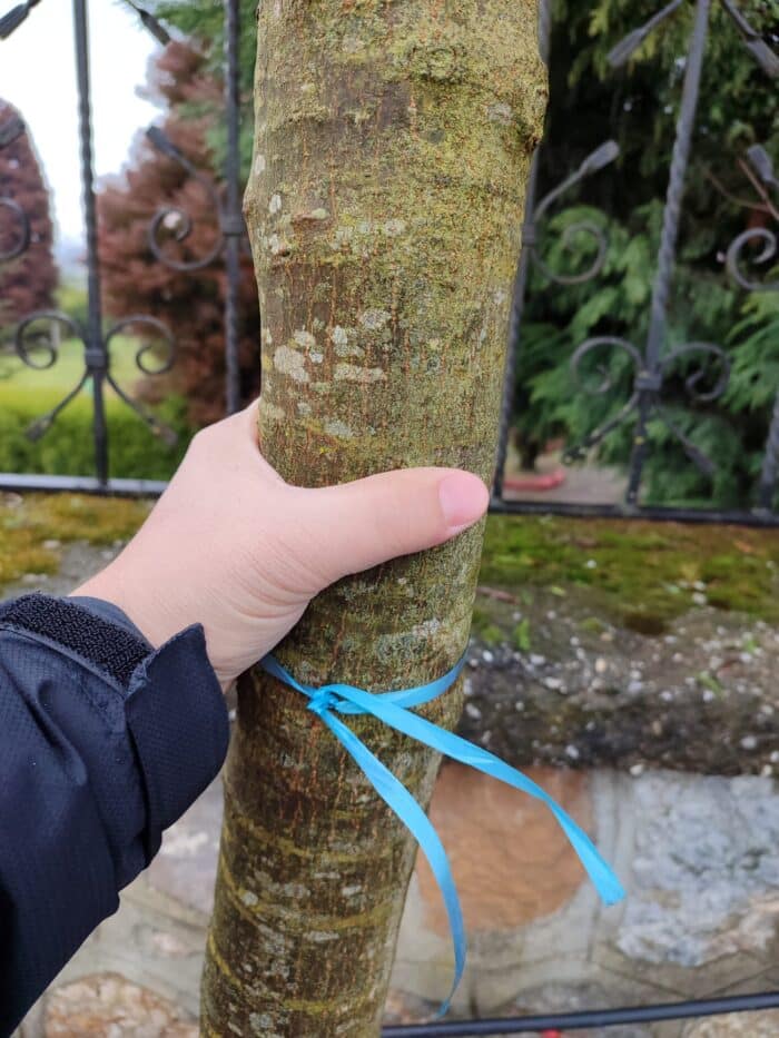 Acer Negundo Flamingo 20-25Q Saksılı - Görsel 3