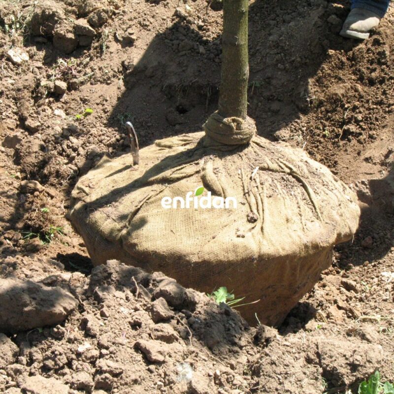 Ağaçların Yeri Nasıl Değiştirilir?