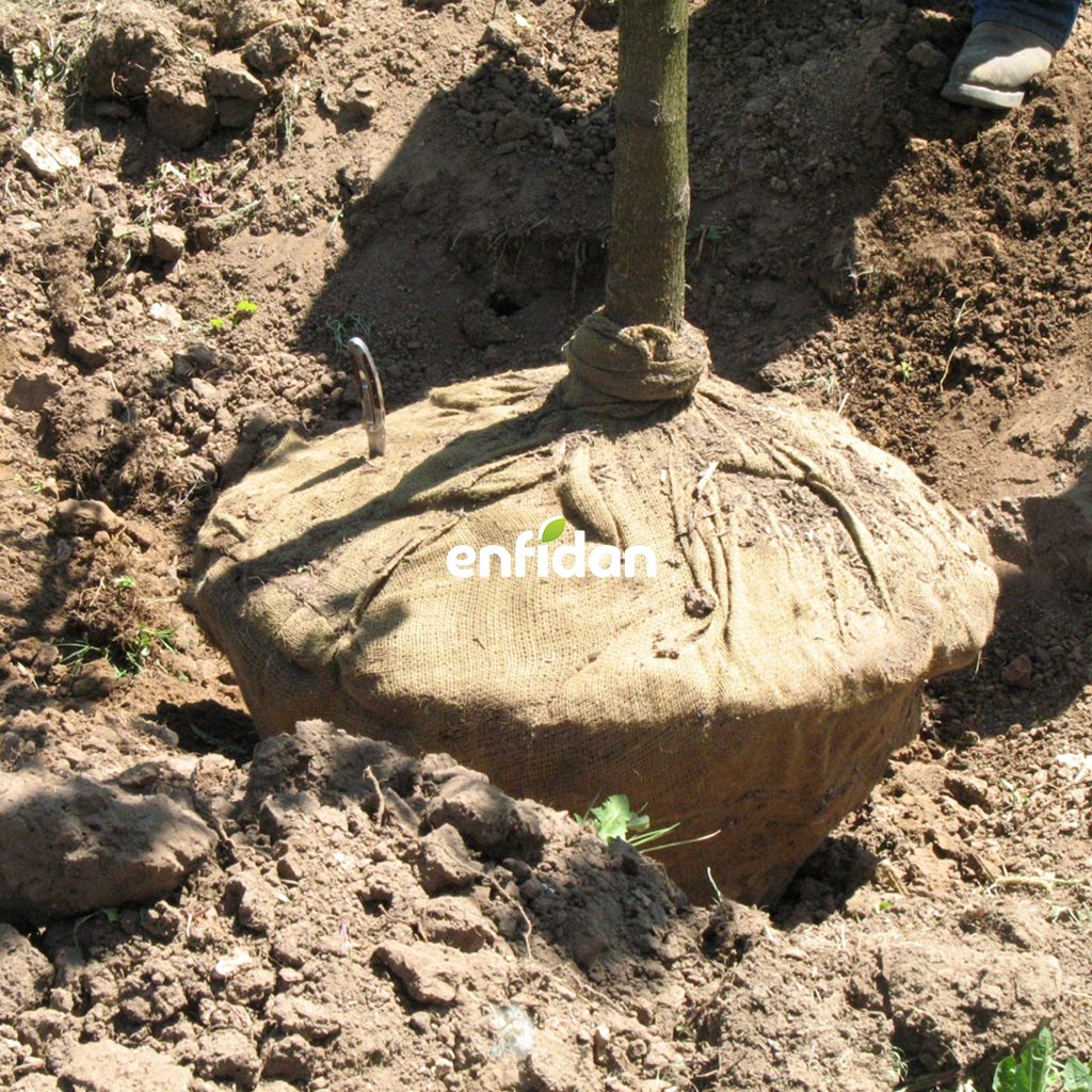 Ağaçların Yeri Nasıl Değiştirilir?